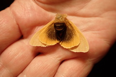 Euproctis habrostola