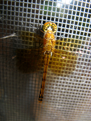 Sympetrum semicinctum