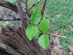 Euonymus