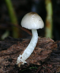 Bolbitius reticulatus