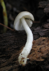 Bolbitius reticulatus
