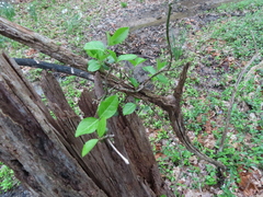 Euonymus