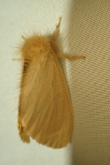 Euproctis habrostola