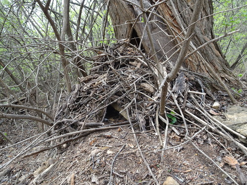Eastern Woodrat