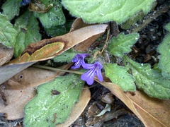 Ajuga decumbens
