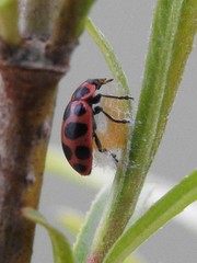 Dinocampus coccinellae paralysis virus