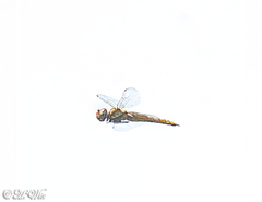 Pantala hymenaea