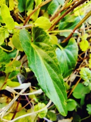 Viola inconspicua nagasakiensis