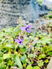 Viola inconspicua nagasakiensis