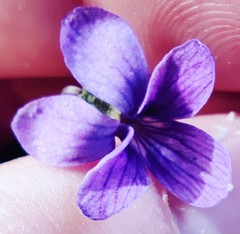 Viola inconspicua nagasakiensis
