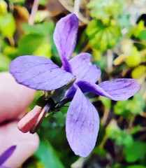 Viola inconspicua nagasakiensis