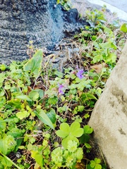 Viola inconspicua nagasakiensis