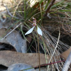 Eriochilus collinus collinus