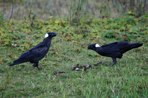 Thick-billed Raven