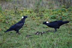 Corvus crassirostris