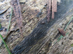 Sepedophilus