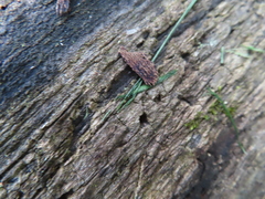 Sepedophilus