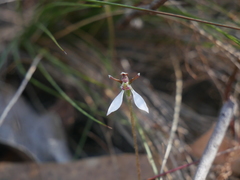 Eriochilus collinus collinus