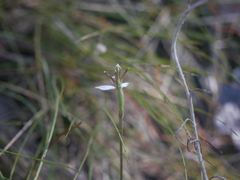 Eriochilus collinus collinus