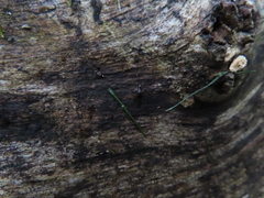 Sepedophilus