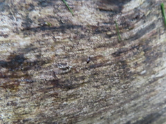 Sepedophilus
