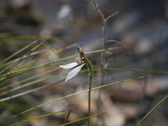 Eriochilus collinus collinus