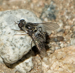 Aphoebantus