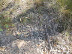 Eriochilus collinus collinus