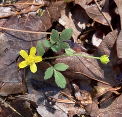 Ranunculus hispidus hispidus