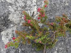 Erica haematocodon