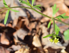 Ranunculus micranthus