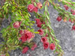 Erica haematocodon