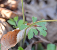 Ranunculus micranthus