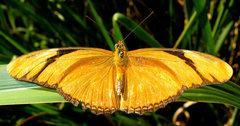 Dryas iulia