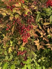 Nandina domestica