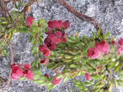 Erica haematocodon