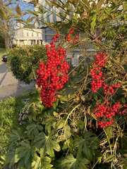 Nandina domestica