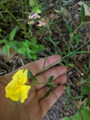 Crocanthemum canadense