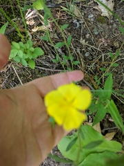 Crocanthemum canadense