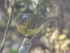 Pteruthius melanotis