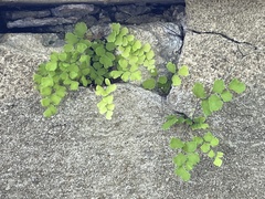 Adiantum capillus-veneris