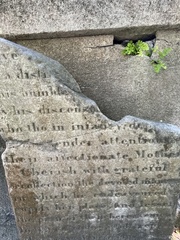 Adiantum capillus-veneris