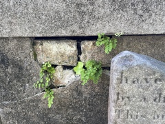 Adiantum capillus-veneris