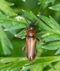 Pedilus cavatus