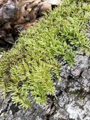 Brachythecium laetum