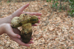 Caloboletus marshii