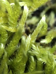 Brachythecium laetum