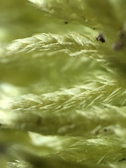 Brachythecium laetum