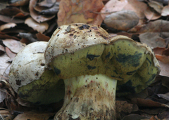 Caloboletus marshii