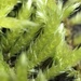 Pleated Foxtail Moss - Photo (c) Scott Morris, some rights reserved (CC BY), uploaded by Scott Morris